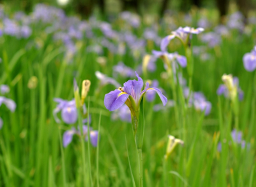 photo-1578234954301-f36f7708cabd